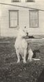 1925 - Ralphs dog Boozie.jpg