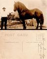 1920 - Henry Gruenhagen with one of his stallions.jpg