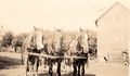 1920 - Harnessed Horses at Henry Gruenhagen Farm.jpg