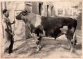 1934 - Otto Jaus with bull.jpg